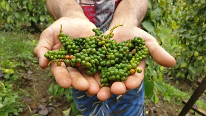 砂拉越小业者缺资金 难投资种植胡椒